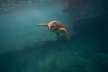 Obraz premium Green Sea Turtle above coral reef