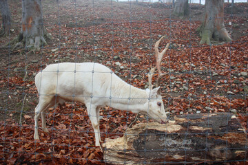 A rare white deer with tall antlers grazes near a fallen log, standing on autumn leaves behind a...