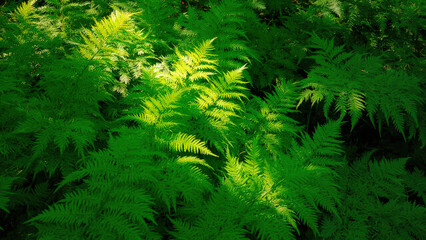 Fototapeta premium Lush green ferns illuminated by sunlight creating a vibrant natural pattern in a forest setting with varying shades of green