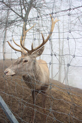 A brown stag with impressive large antlers stands behind a wire fence on a misty forest hillside.