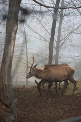 A group of brown deer with antlers graze on the forest ground behind a wire fence in a misty...