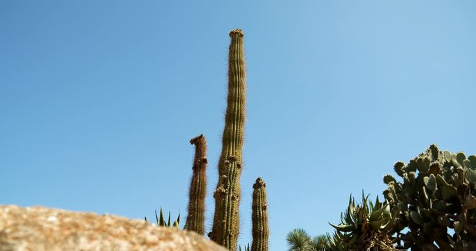 Cinematic ground-level shot of towering cactus trees viewed from below against a clear Mediterranean sky in Mallorca