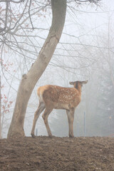 A young deer with spotted fur stands on a misty hillside near a tree, gazing back in the foggy forest.