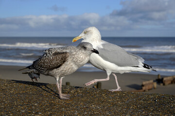 Herring Gull, Larus argentatus, adult and juvenile bird interaction