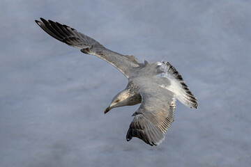 Herring Gull, Larus argentatus, juvenile bird in flight