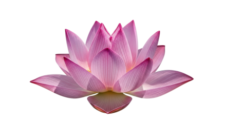 Isolated Pink Lotus Flower