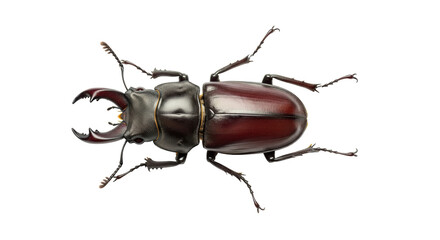 Isolated Stag Beetle