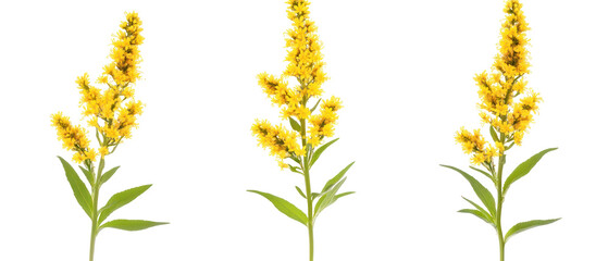 Three Yellow Blooming Flowers With Green Leaves Isolated Against Transparent Background