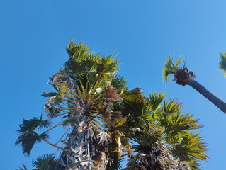 Multiple tall tropical palm trees viewed from below against a bright clear blue sky, perfect for summer, travel, and nature themes