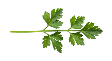 Isolated Parsley