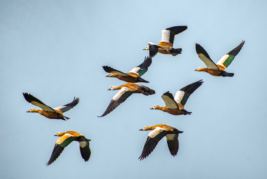 View of Ruddy shelducks soaring with spread wings against a clear blue sky, their brown and white feathers contrasting beautifully, Rohanpur, Rajshahi Division, Bangladesh.
