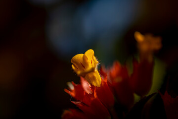 
This macro photograph showcases a unique flower with a deep red bract and a distinct yellow, lobed bloom emerging from it.