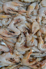 close up of fresh shrimps