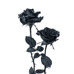 Two black roses on black background