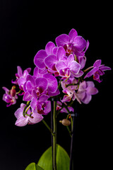 Floral concept. Orchid growing tips.  Most commonly grown house plants. Orchids blossom close up....