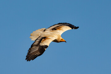 Egyptian vulture (Neophron percnopterus) flying in blue sky