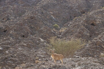 A capricorn in the desert mountains in Hatta in the United Arab Emirates