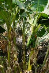 Obraz premium Plants next to the Al-Hail Farms Passage in Hatta in the United Arab Emirates