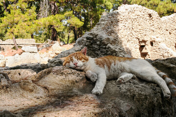 Ginger cat peacefully sleeps on rocky ruins of Phaselis Ancient City in Turkey, surrounded by historical remnants and lush greenery
