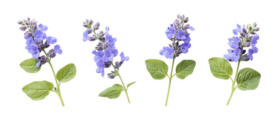 Fototapeta premium Four Blooming Purple Flowers With Green Leaves On Transparent Background