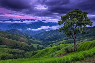 Obraz premium Misty mountain valley with terraced rice paddies and lone tree at sunset