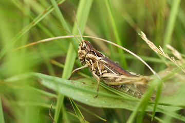Grasshopper sitting on the grass in the meadow.