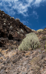 Gran Canaria, Spain, Europe: aerial view of the trail through the mountains to Guigui beach, pristine black sand beach, along a scenic trail between volcanic rocks and expanse of cactus