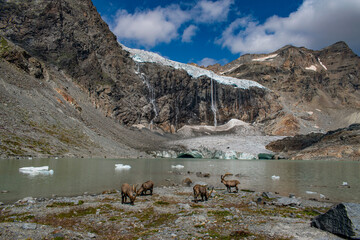 Lombardy, Italy, Europe: a herd of ibex at the Fellaria glacier in Valmalenco, Sondrio: ice cliff, rock face with waterfalls and lake. Marson glaciological trail. Climate change, melting glaciers