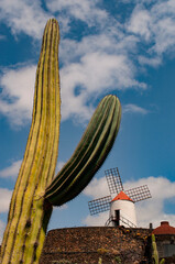 Lanzarote, Canary Islands: windmill and succulents at Jardin de Cactus, botanical garden designed by local artist Cesar Manrique in Guatiza, home to over 1.400 species of cactus from around the world 
