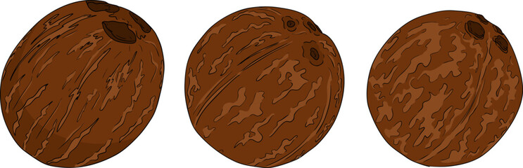 Vector colored illustrations of coconuts. Perfect for tropical, nature, or food themed designs. 