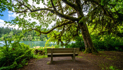 Wooden Bench Under Lush Green Tree Overlooking Calm Lake