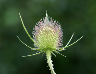 Wilde Karde, Wild teasel
