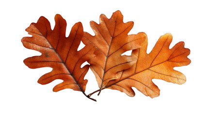 Obraz premium three textured oak leaves with intricate veins isolated on white background