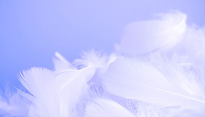 Fototapeta premium Delicate white feathers in a soft, pastel blue hue