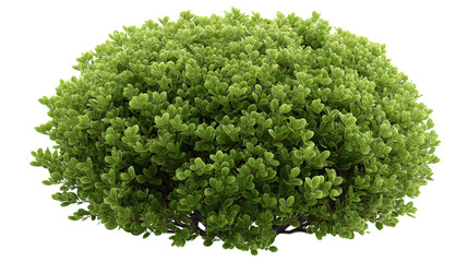 Obraz premium vibrant green bush with dense foliage isolated on white background