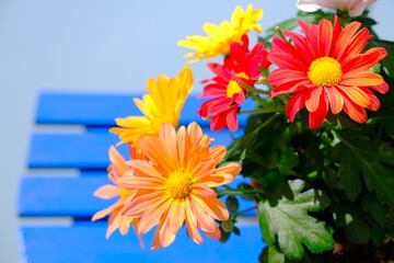 Chrysanthemen