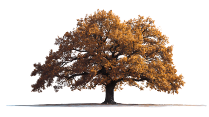 majestic tree standing tall with vibrant autumn leaves isolated on white background