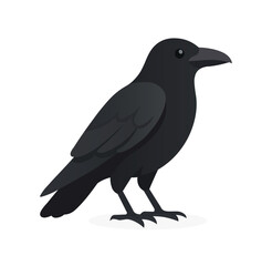 Black Crow Illustration, black bird
