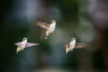 Fototapeta premium Hummingbird in flight and Feeding