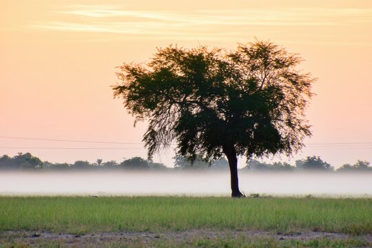 A solitary tree silhouetted against a misty sunrise over a field