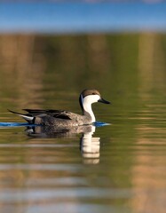 Obraz premium A bird glides across a still pond