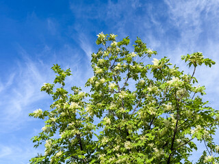 Flowering ash Fraxinus ornus tree in spring sky