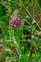 Wanzen-Knabenkraut // Bug orchid (Anacamptis coriophora) - Mani, Peloponnes, Griechenland