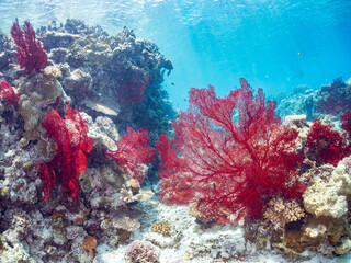 嘉比島の素晴らしいサンゴ礁の豪華な赤いイソバナ（イソバナ科：ソフトコーラル）の群生他
英名学名：Gorgonian Fields, Melithaea Flabellifera
美しいサンゴ礁と熱帯魚の群れ。
沖縄県島尻郡慶良間諸島座間味島嘉比島-2025/6/27
