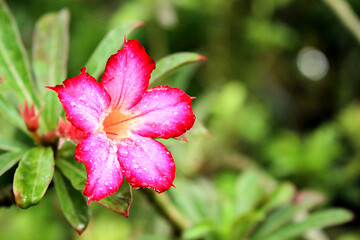 Close-up of Desert Rose (Adenium) Pink Flower with Raindrops on Green Background 