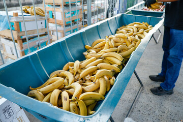 Bananas