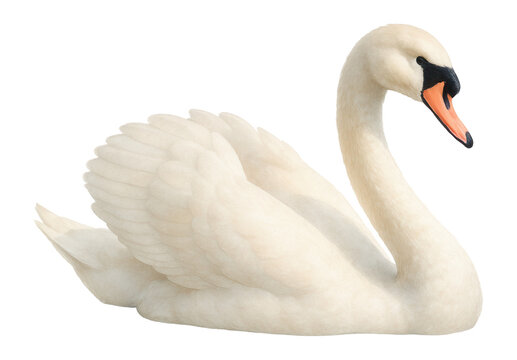 Elegant watercolor swan illustration.