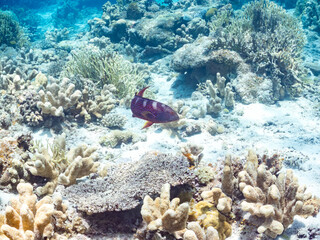 バラハタ,
英名学名科目：Yellow-edged lyretail, Variola louti, ハタ科,
美しいサンゴ礁と熱帯魚の群れ。
沖縄県島尻郡慶良間諸島座間味島嘉比島-2025/6/27
