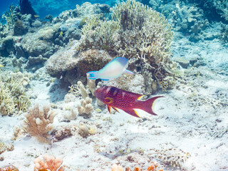 バラハタ, 英名学名科目：Yellow-edged lyretail, Variola louti, ハタ科, 美しいサンゴ礁と熱帯魚の群れ。 沖縄県島尻郡慶良間諸島座間味島嘉比島-2025/6/27  © d3_plus