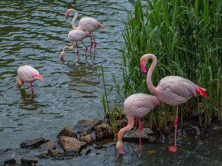 flamingo in the water